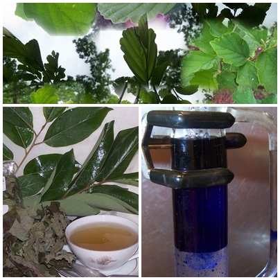100% pure wild products, witch hazel leaf hydrosol, persimmom leaf