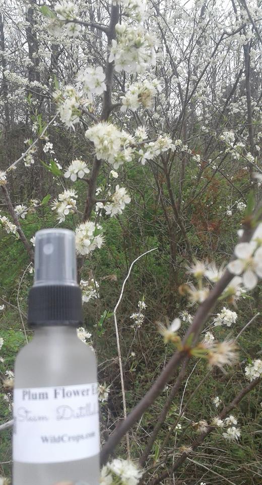 plum flowers